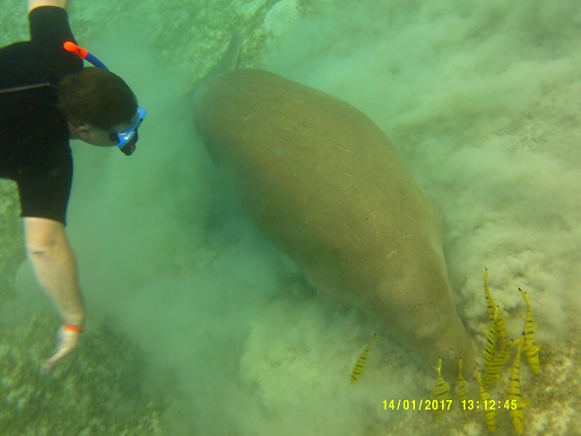 Dugong.jpg